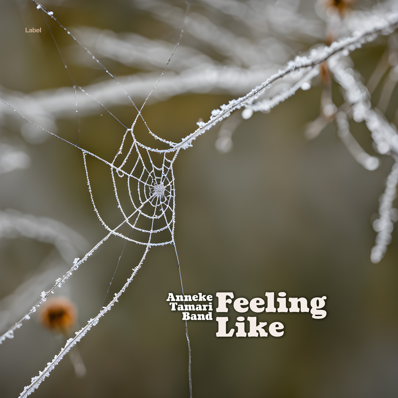 2D view of Premade Indie & Folk Music Album Cover - Soya Bean #24067 | AlbumArtZone*